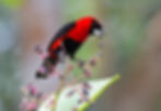 Masked Crimson Tanager_76A1230