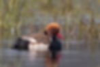 Red-crested Pochard worked A84X7303