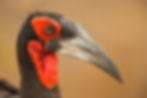 Southern Ground-Hornbill_76A7084