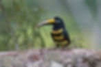 Many-babded Aracari_76A2464