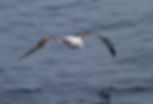 wandering-albatross-img_1570-drake-passage-10-march-2011