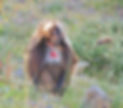 gelada-baboon