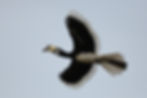 Oriental pied hornbillM54A7459