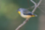 Spotted Pardalote OL4A9586