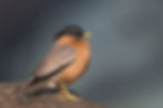 Brahmany Myna A84X8311