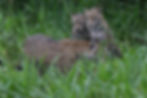 Jaguar cubs and momA84X7954