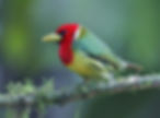 IMG_6707-Red-headed-Barbet-male-tbl