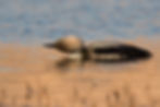 Pacific Loon OL4A8254