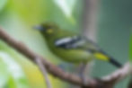 Green Iora176A0482