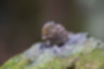 WEb-Maritime-Striped-Squirrel