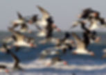 Black-Skimmers-Cameron-Cox