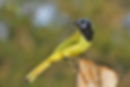 green-jay-web-img_8259