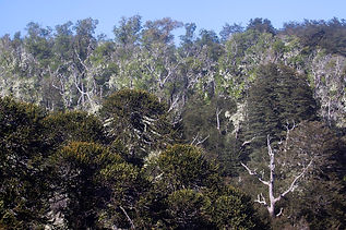 Neotropics Biome Conifer.jpg