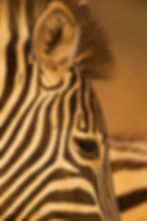 Plains Zebra_76A5876