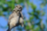 hawk_owl_1177_JariPeltomaki-WEB