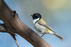Black-headed Honeyeater A84X1432.jpg