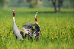 Sarus Crane Vishal Jadhav_A1A7076.jpg
