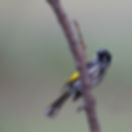 New Holland Honeyeater M54A0181
