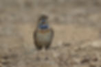 Bluethroat A84X9831