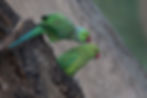 Rose-ringed Parakeet A84X7206