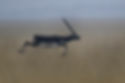 Blackbuck Jumping VERY LOWA84X0093