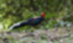WEB-Swinhoe's-Male---wattle-up