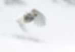 White-tailed Ptarmigan2015-4-2-2