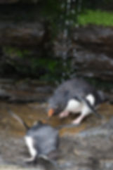 Rockhoppers fighting in showerM54A7112