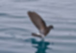 wilson-s-petrel-img_2979-near-petermann-island-11-march-2011