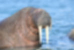WEB-Walrus-4