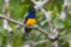 Amazonian trogon_76A1076