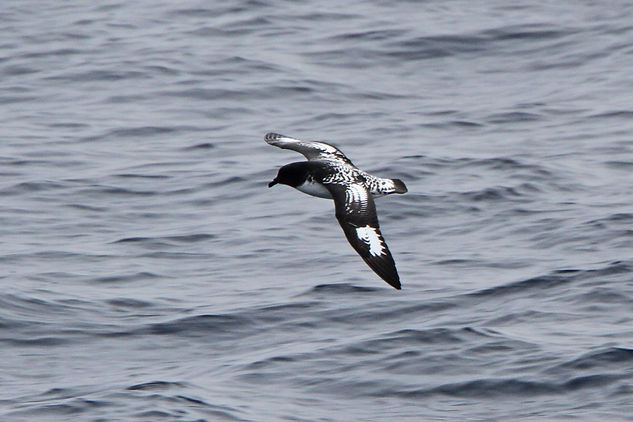 Cape Petrel. Antarctica wildlife photography cruise