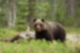 Young-Brown-Bear-at-LIEKSA-in-summer