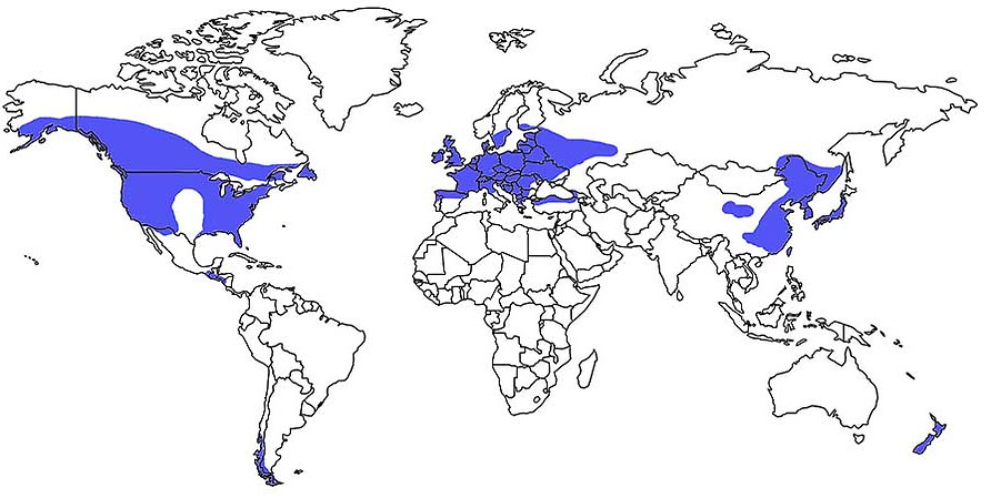 World Biomes maps Temerate broadleaf.jpg