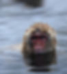 WEB-Snow-Monkey-4