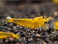 2612_0_caridina_taiwan_bee_yellow_king_kong_1.jpg