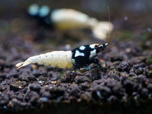 Les crevettes rares : des joyaux vivants pour les passionnés