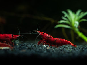 Que se passe-t-il dans le substrat de votre aquarium ?