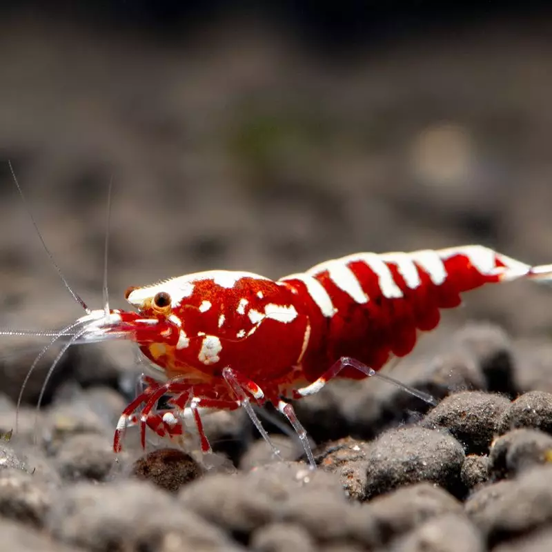caridina-pinto-red.jpg.webp