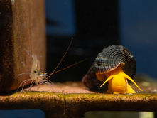 Les escargots d’aquarium : alliés discrets pour un bac équilibré et esthétique
