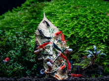 Les plantes et cachettes préférées des crevettes : créer un bac accueillant et équilibré