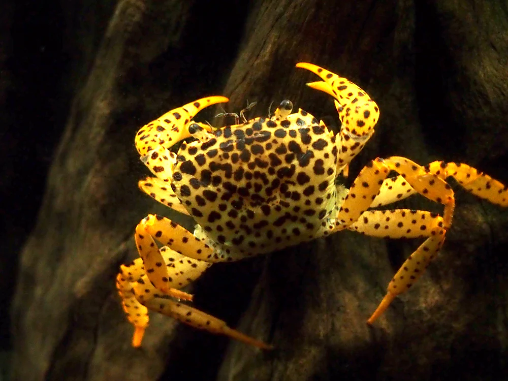 panther-crab-main-2018.jpg-2.webp