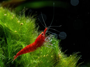 Pourquoi certaines crevettes changent-elles de couleur ?