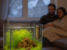 Changement de saison : comment aider vos crevettes à rester en forme?