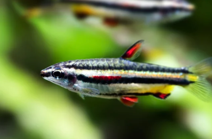 poisson Nannostomus marginatus