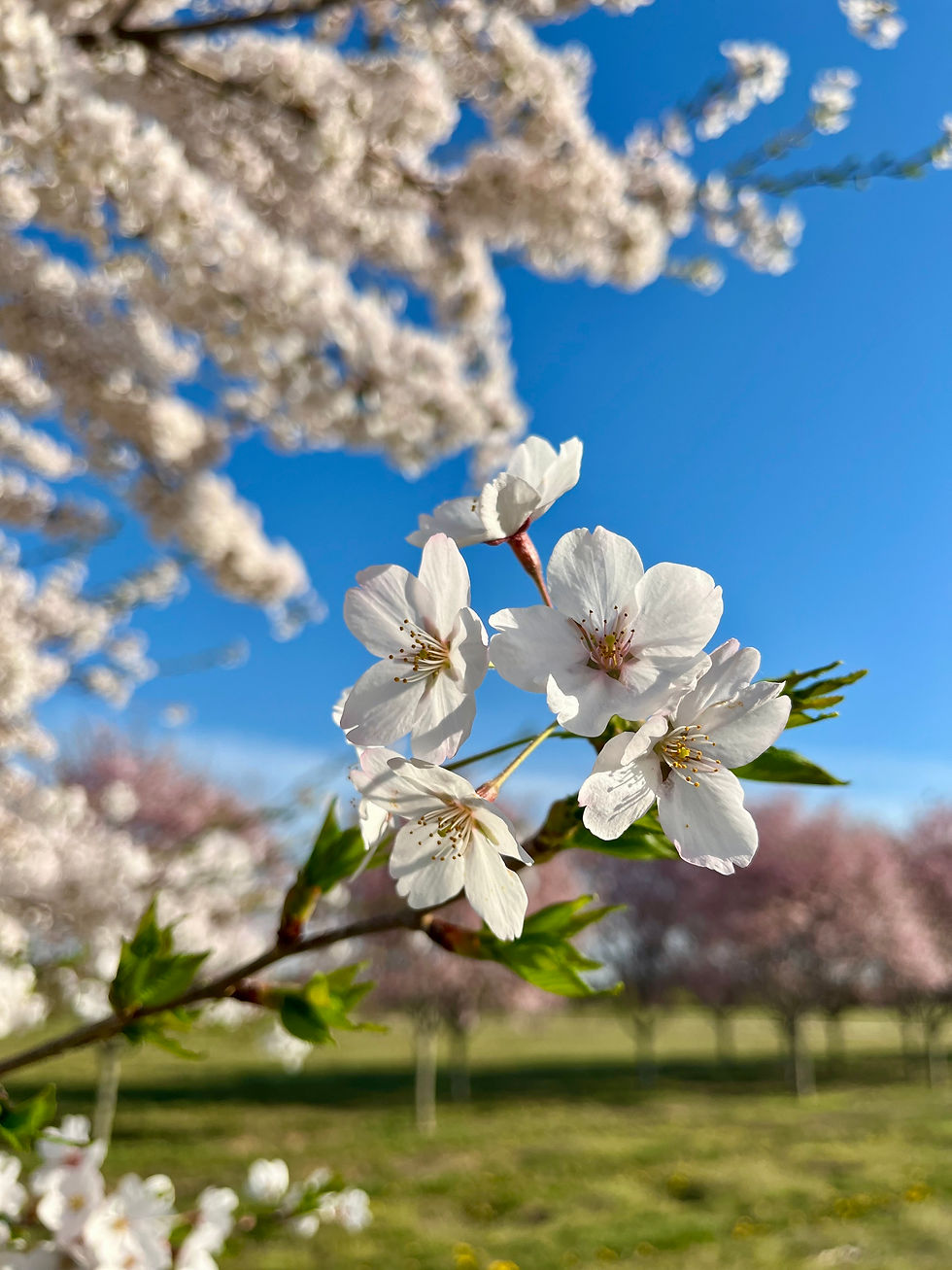 About Coastal Nurseries
