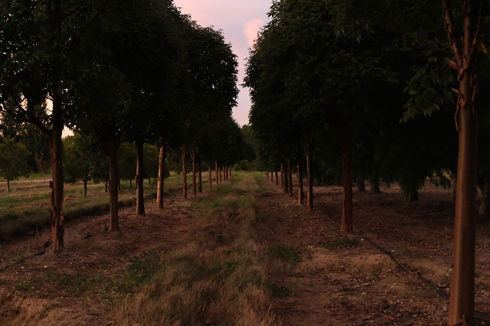 Wholesale Nursery On The North Fork Coastal Nurseries Cutchogue