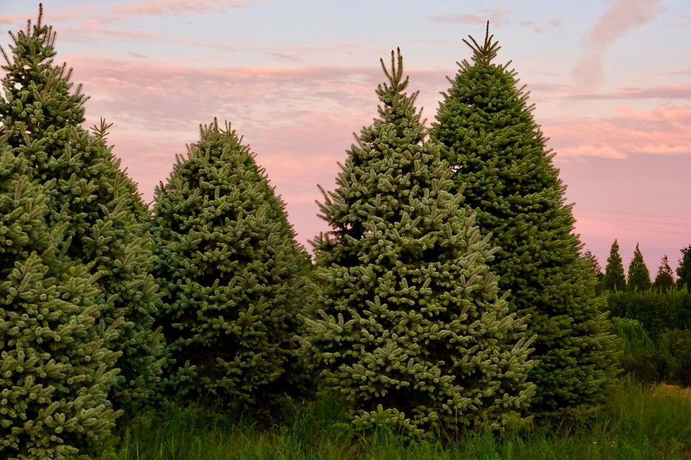 About Coastal Nurseries