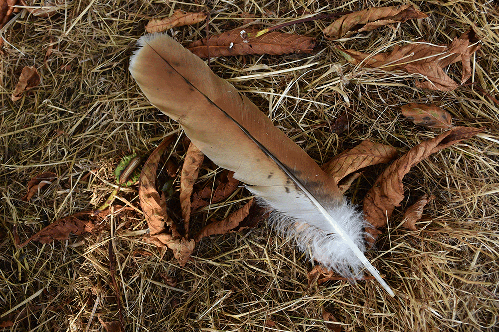 feather.gif