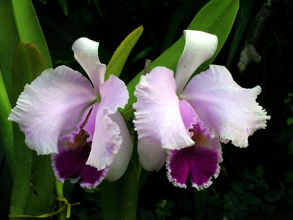 ORQUÍDEAS